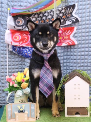 20230524マロくん